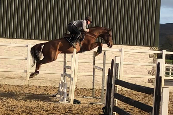 COVID19 Update from Excel Star Sporthorses