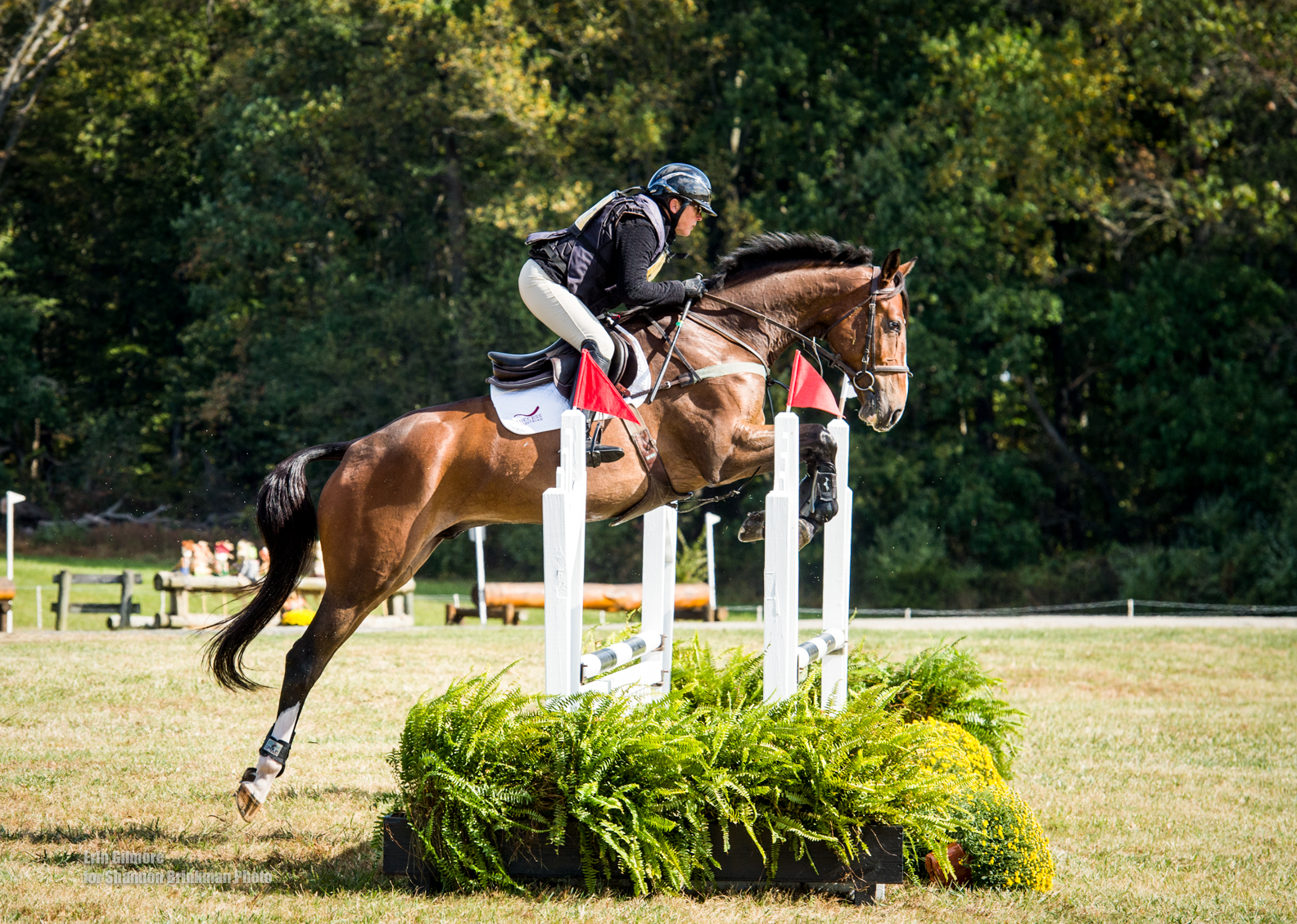 Excel Star Time to Shine named Champion USEA East Coast 4-year-old Young Event Horse