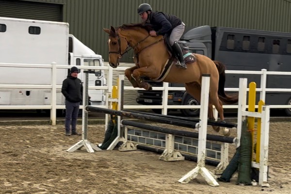 Excel Star Harvest Moon